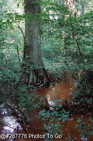 Battle Creek Cypress Swamp
